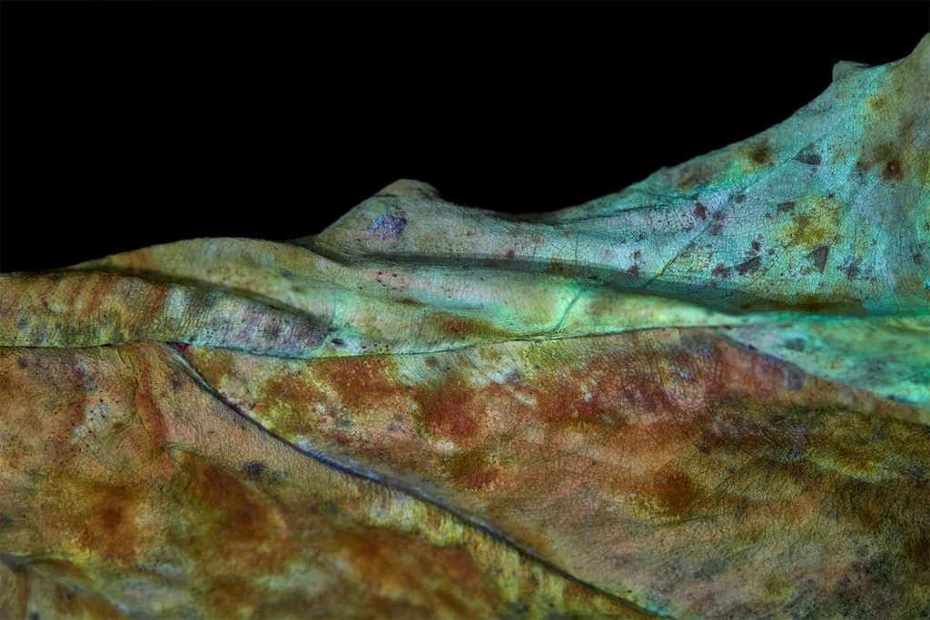 Leaf Texture