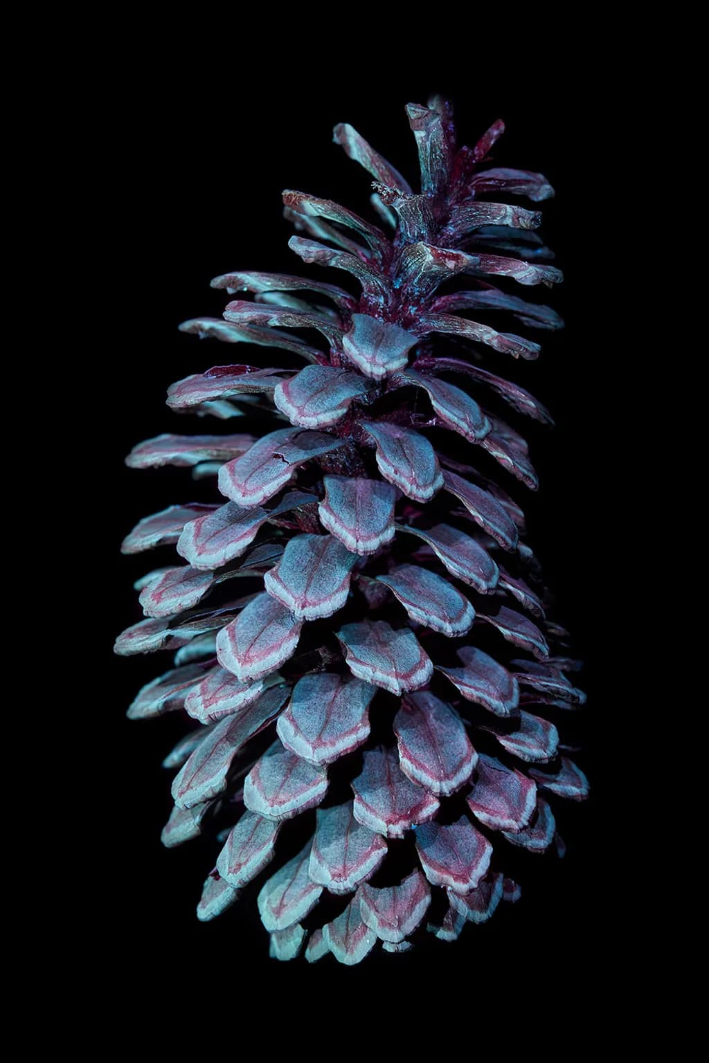 Pine Cone Dynamics
