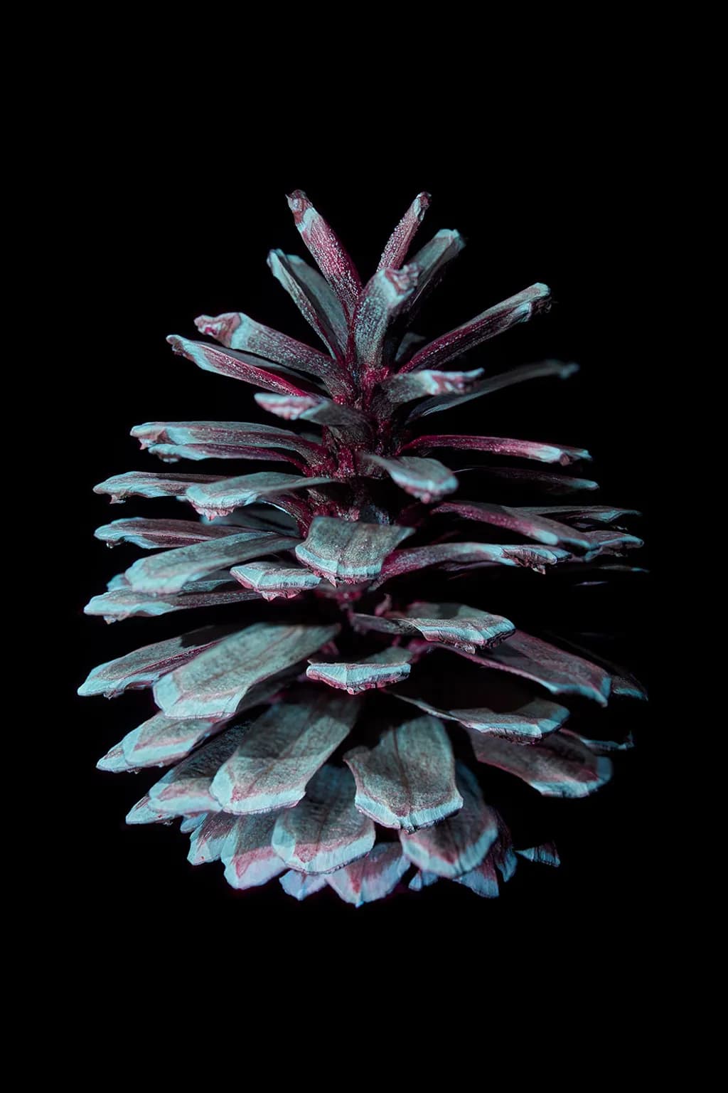 Pinecone Spectrum