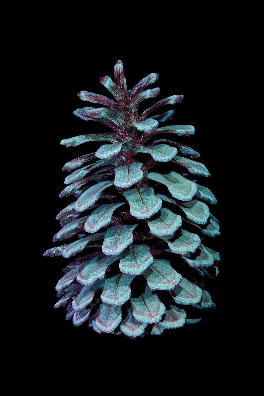 Frosted Pinecone