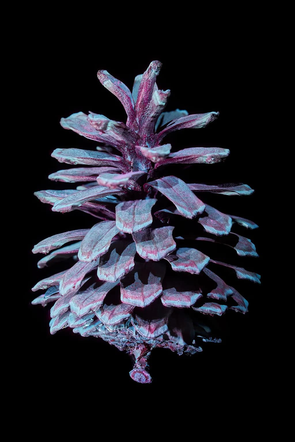 Iridescent Pinecone
