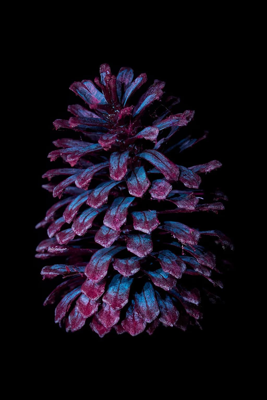 Iridescent Pinecone
