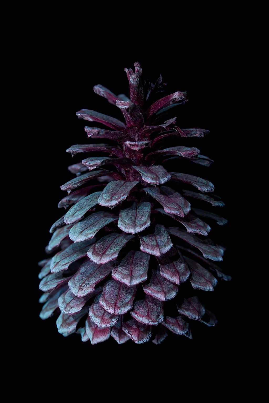 Iridescent Pinecone