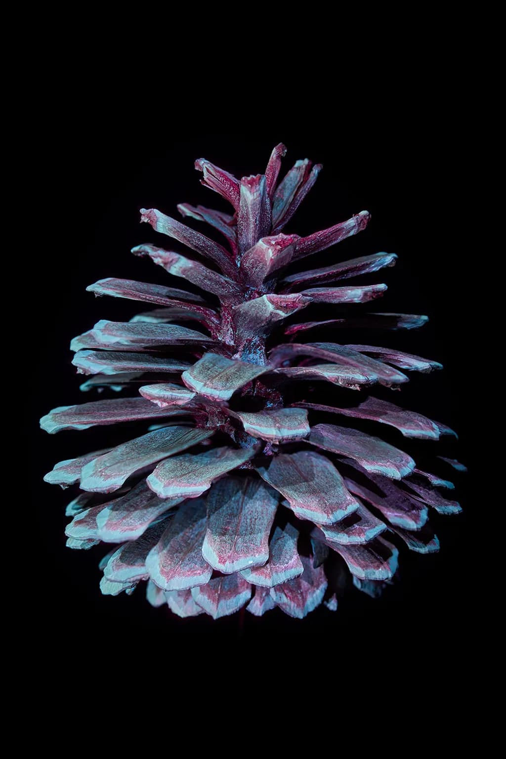 Frosted Pine Cone