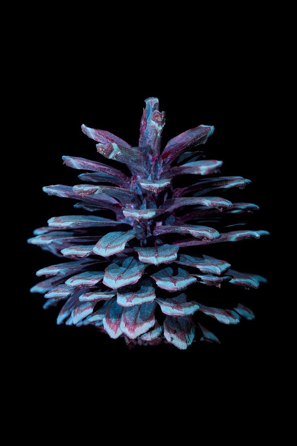 Iridescent Pine Cone
