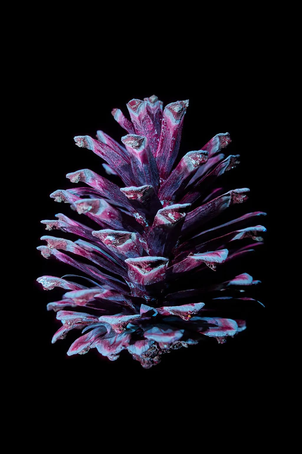 Iridescent Pinecone