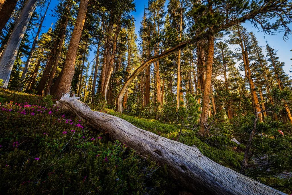 Forest Serenity