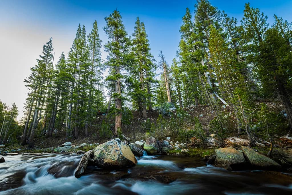 Dana Fork Serenity