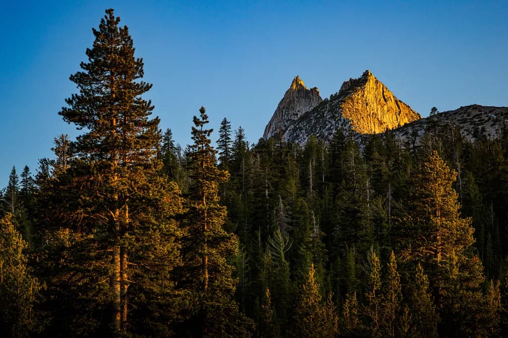 Trees Taller than Mountains