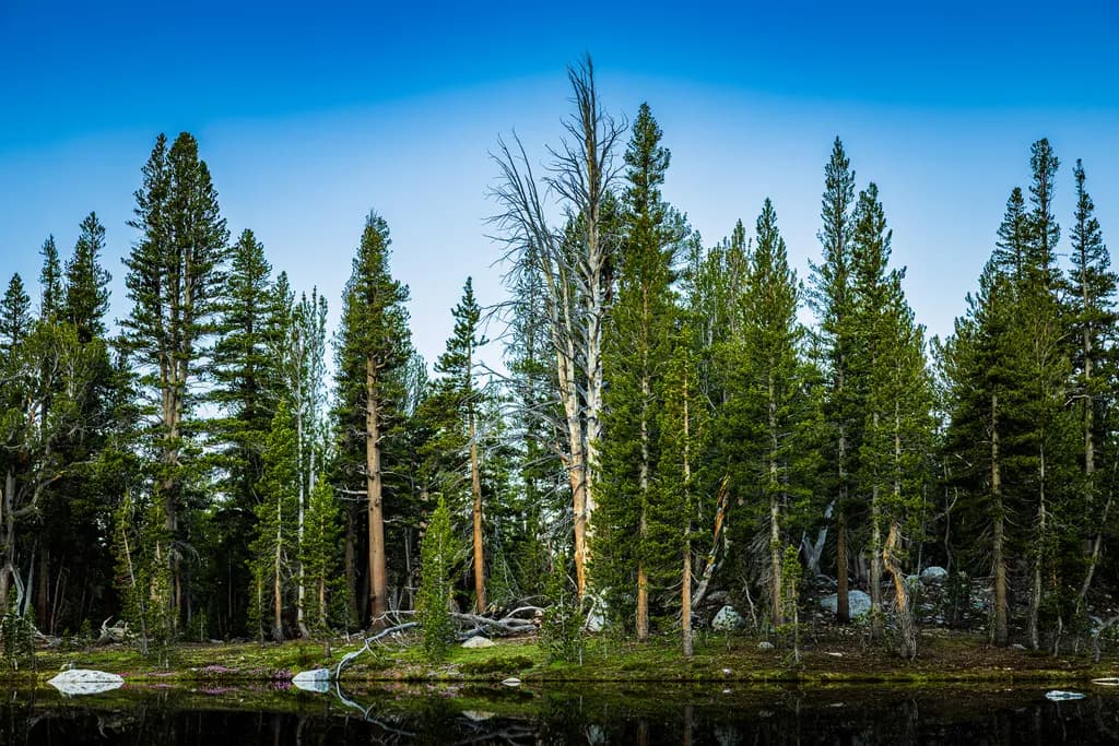 Pond Beneath Mt