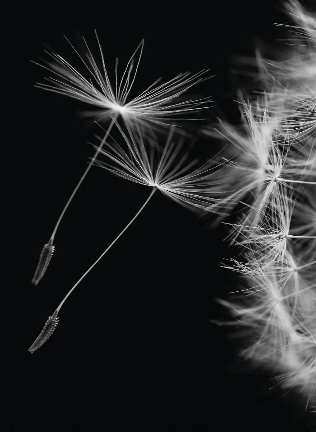 Dandelion Drift