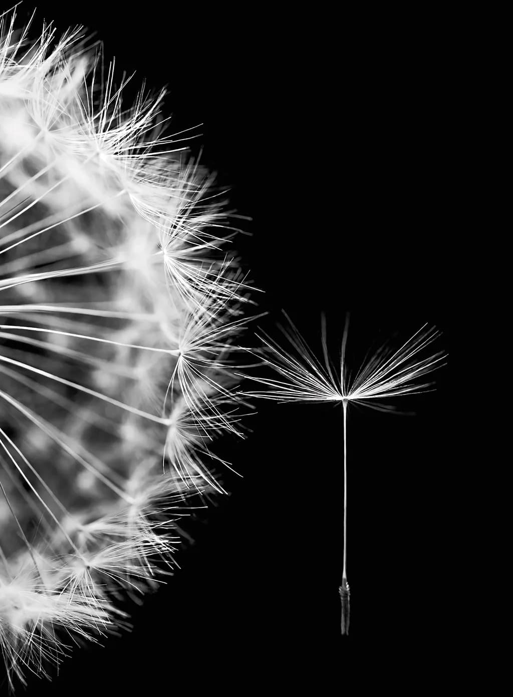 Dandelion Drift