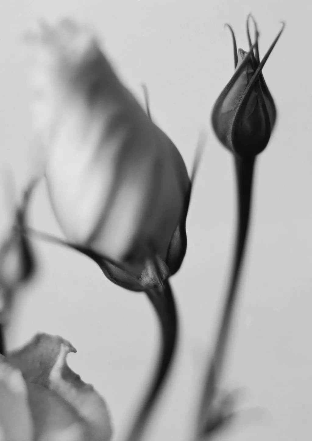 Fading Buds