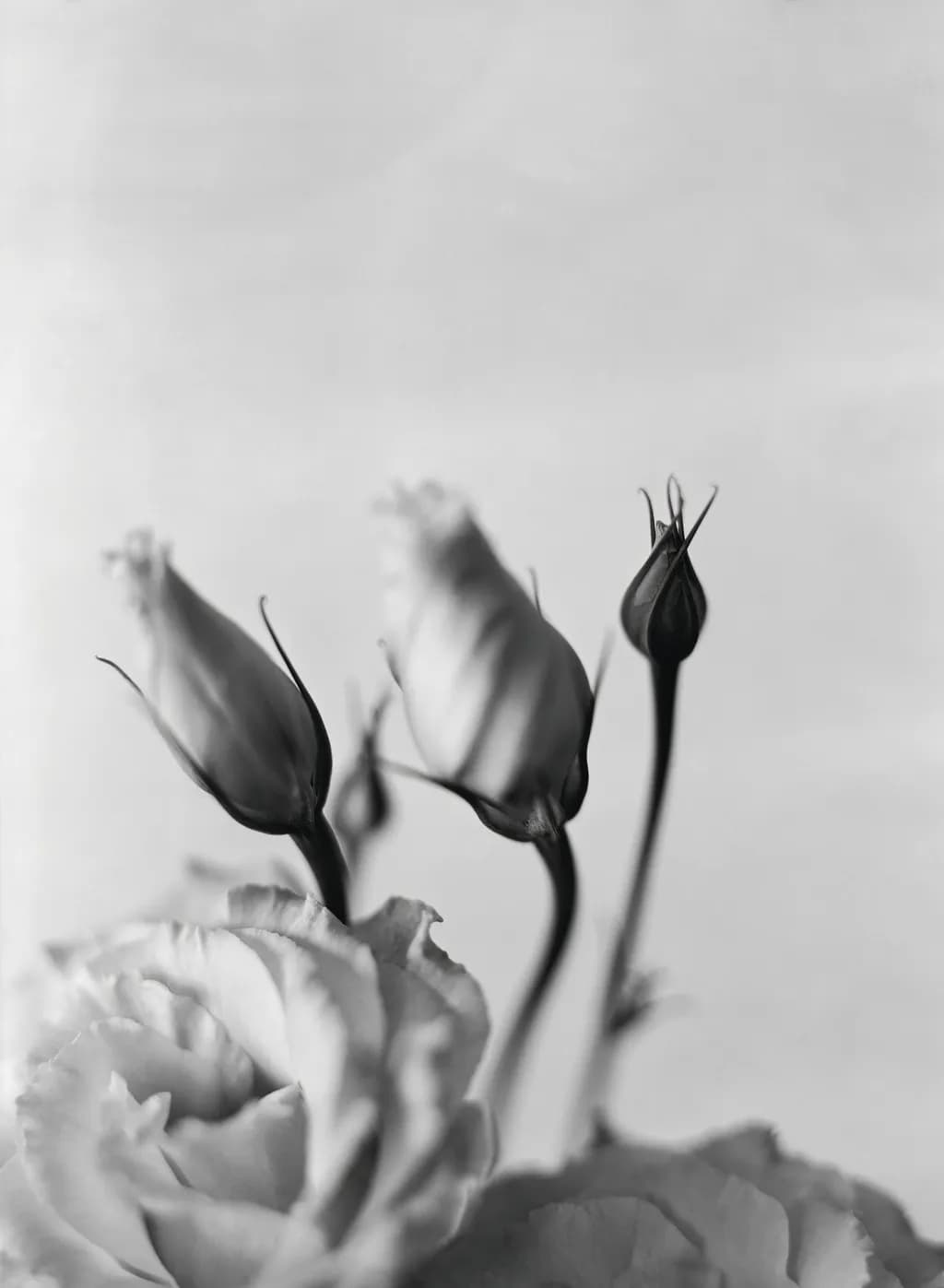 Silent Blooms