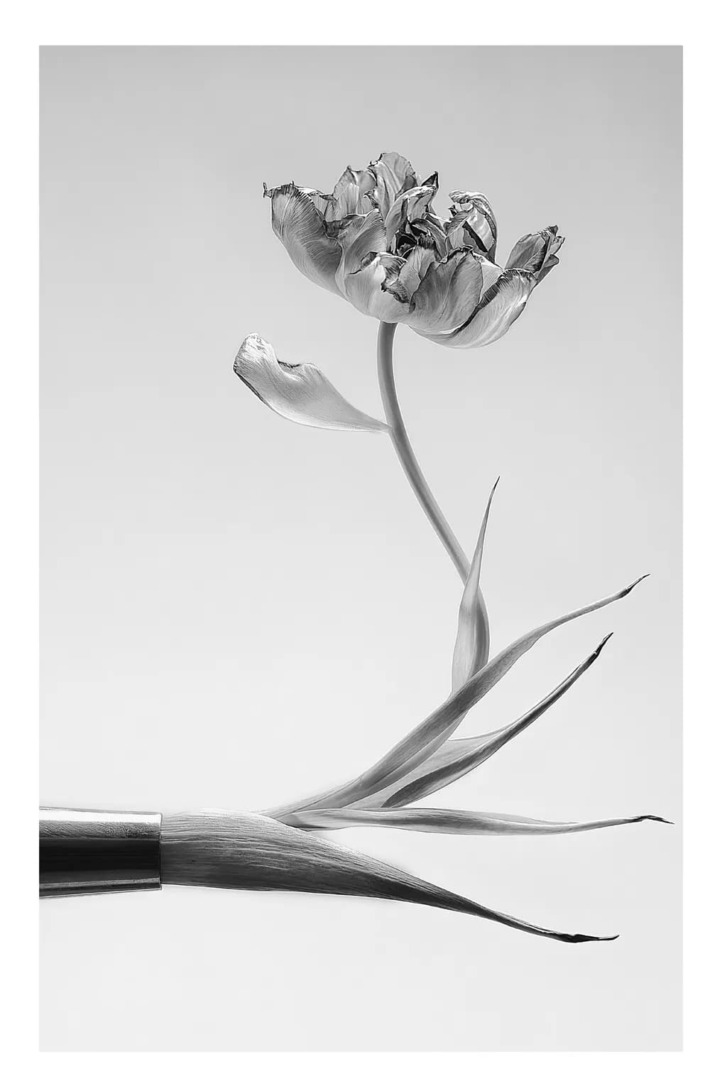 Paradox Bloom