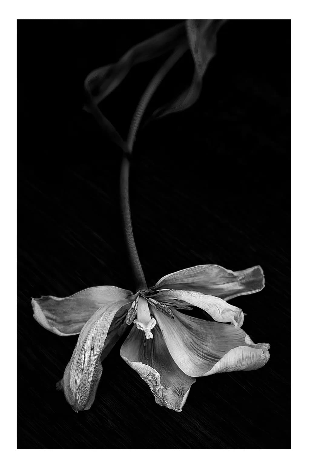 Faded Bloom
