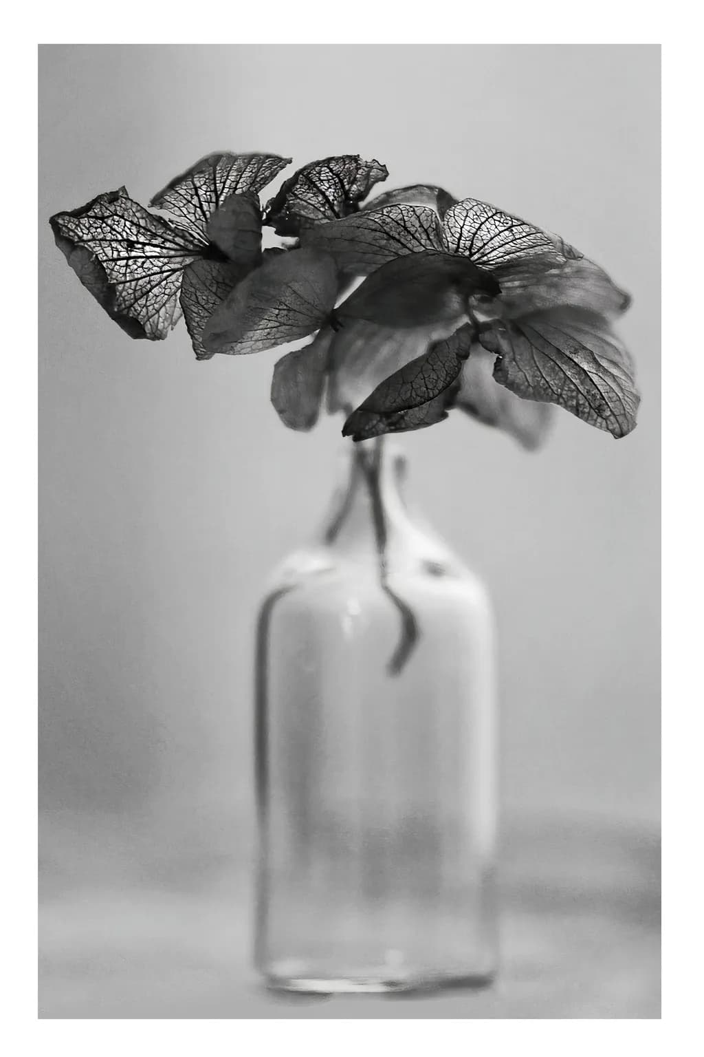 Veined Petals