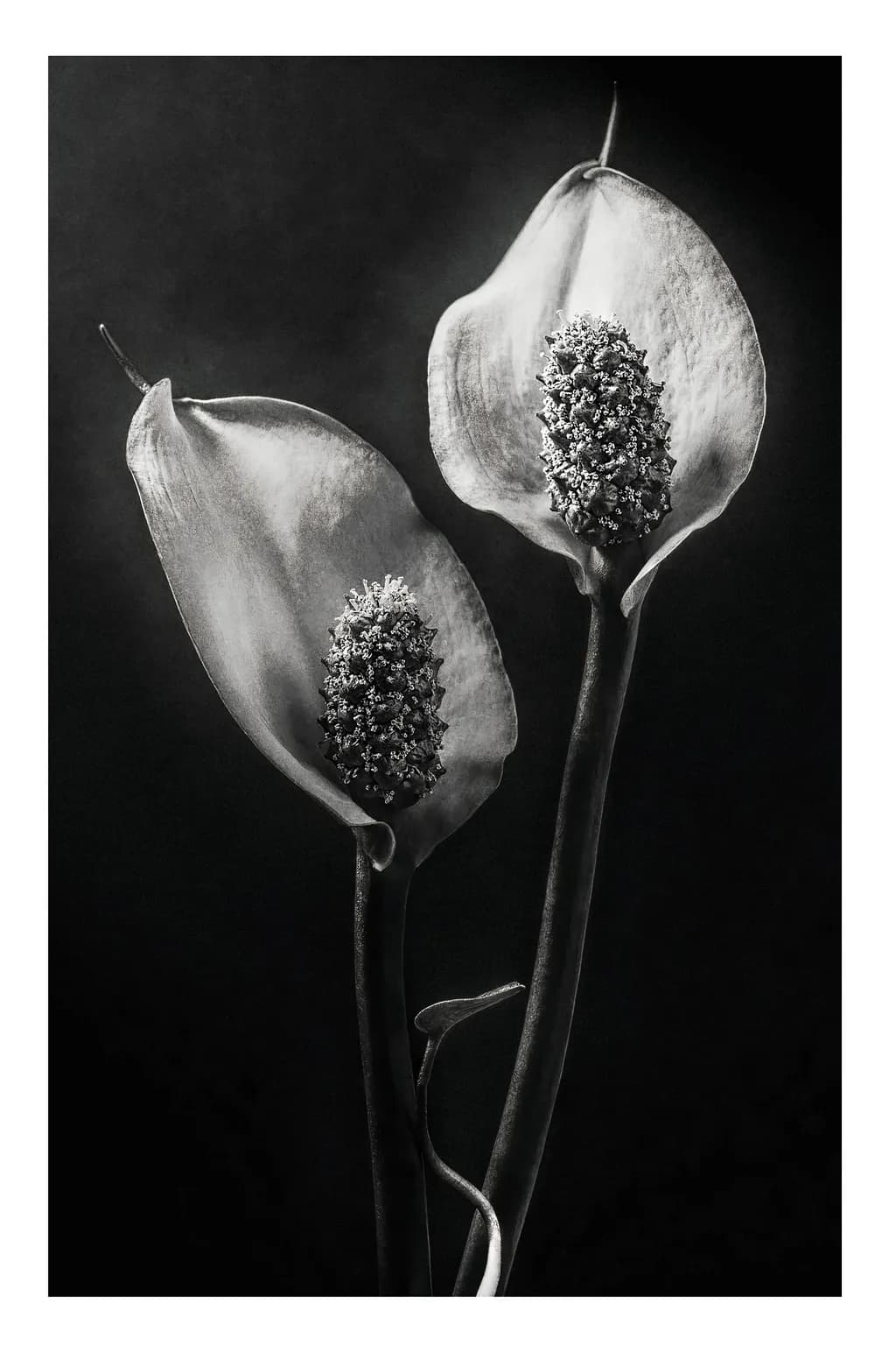 Calla Silhouettes