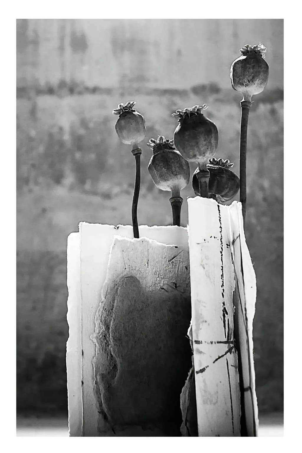 Poppy Pods Still Life