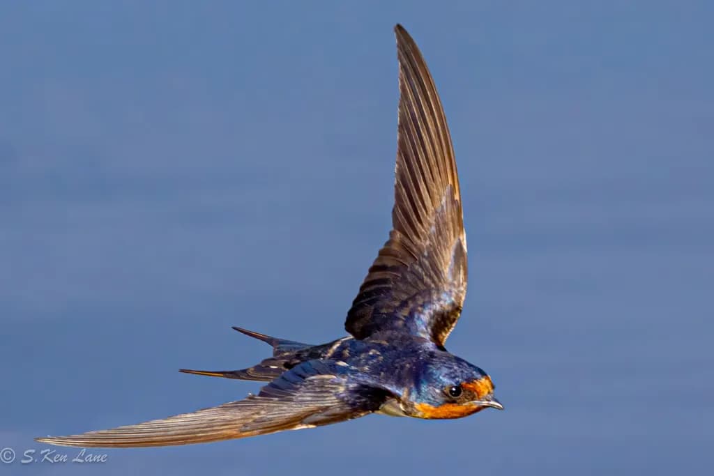 Barn Swallow in Flight