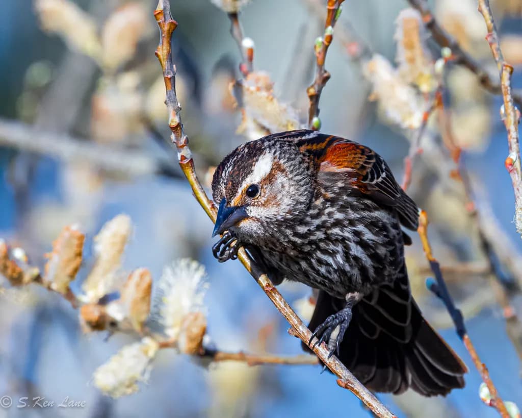 Female Red-winged Blackbird