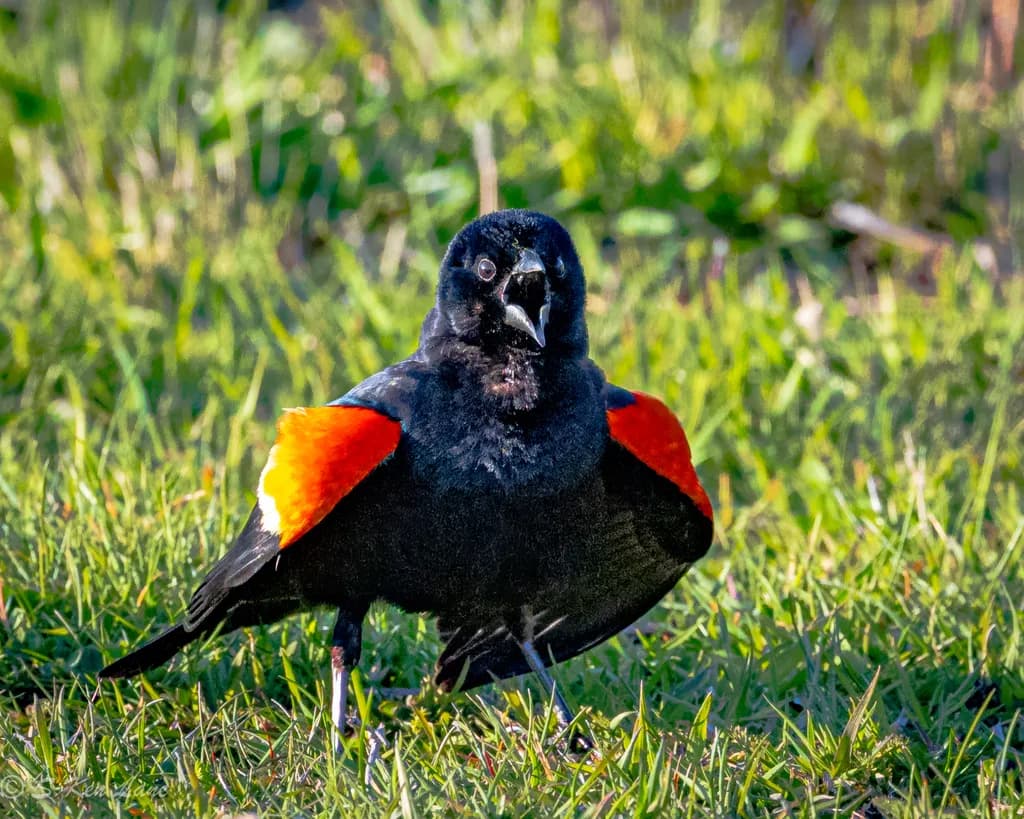 Red-Winged Blackbird