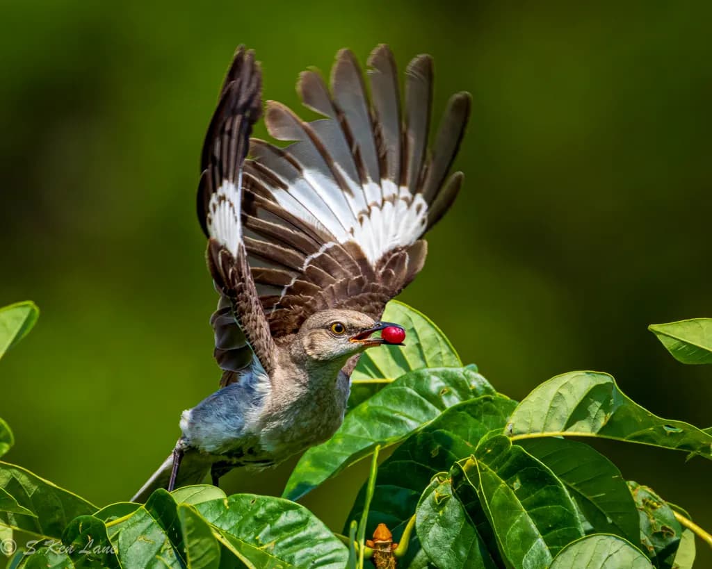 Mockingbird at Lake