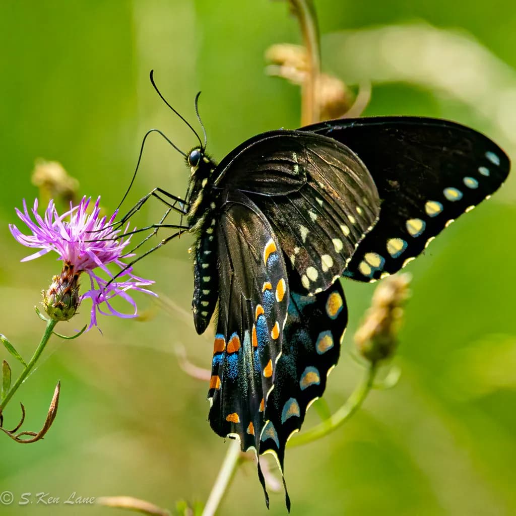 Black Swallowtail Butterfly