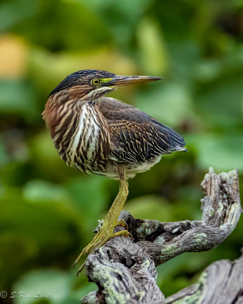 Green Heron Posing