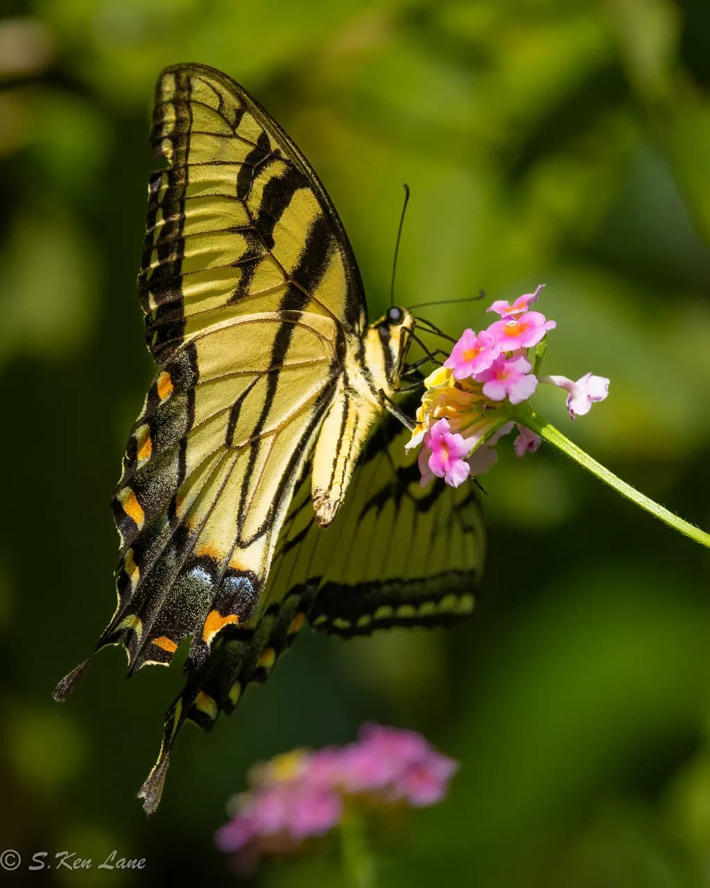 Yellow Swallowtail