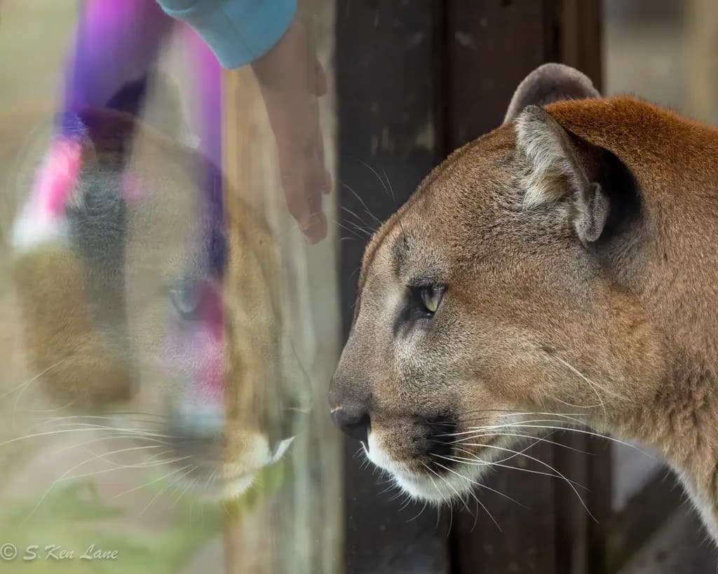 Panther Reflection