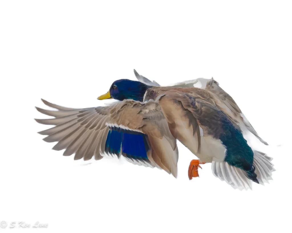 Duck Landing