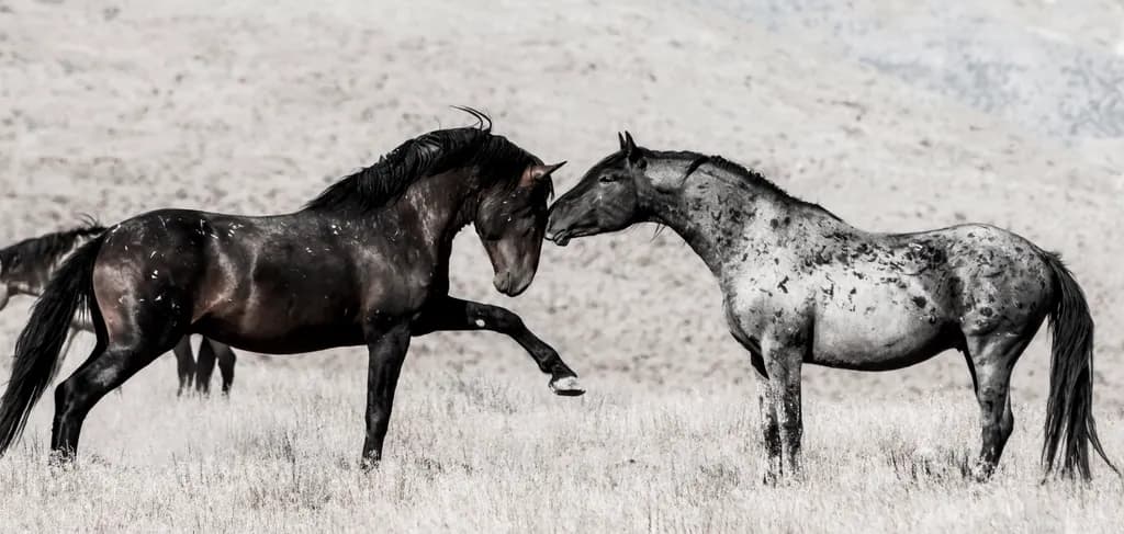 Face-Off