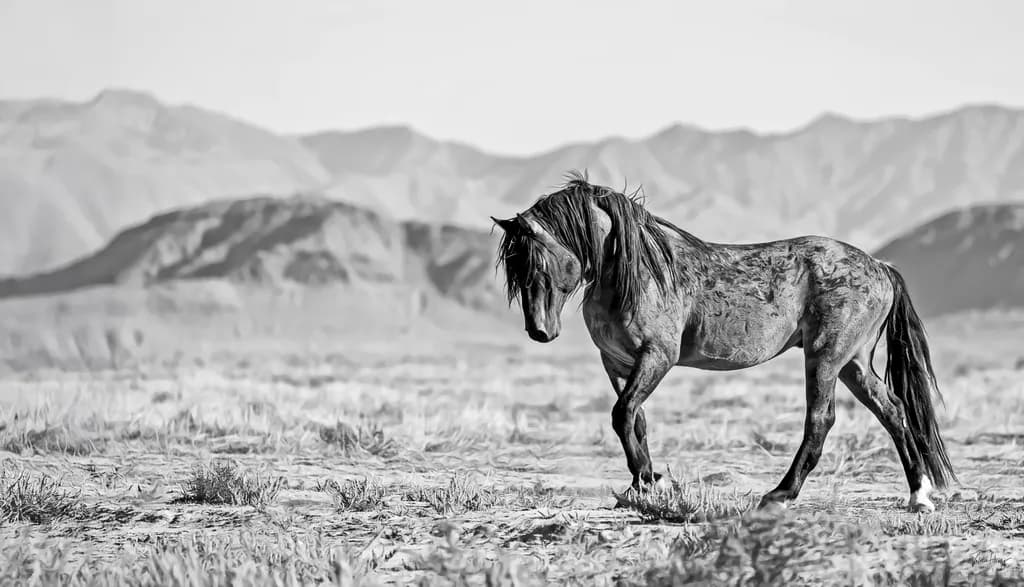 Heart of a Warrior