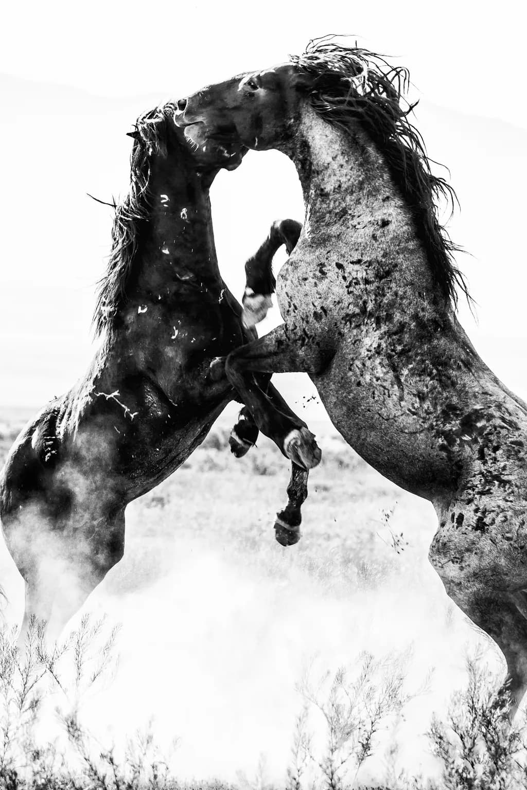 Showdown