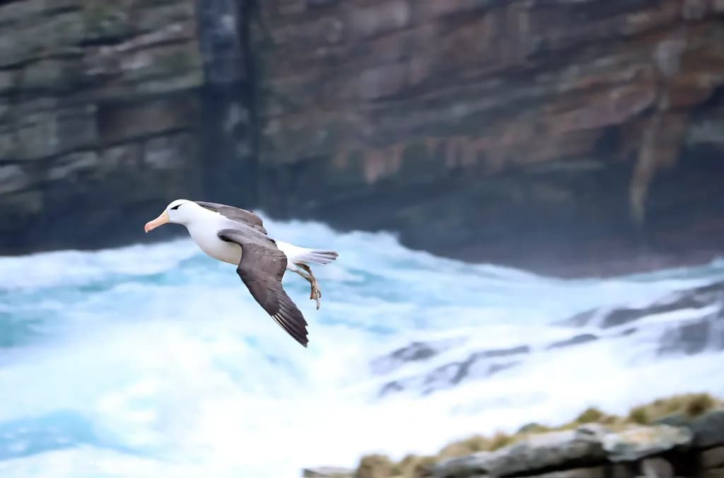 Albatross in Flight