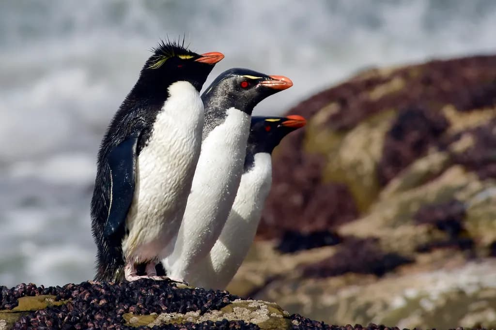 Macaroni Penguins