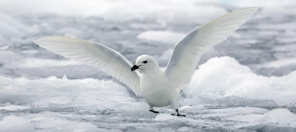 Snow Petrel