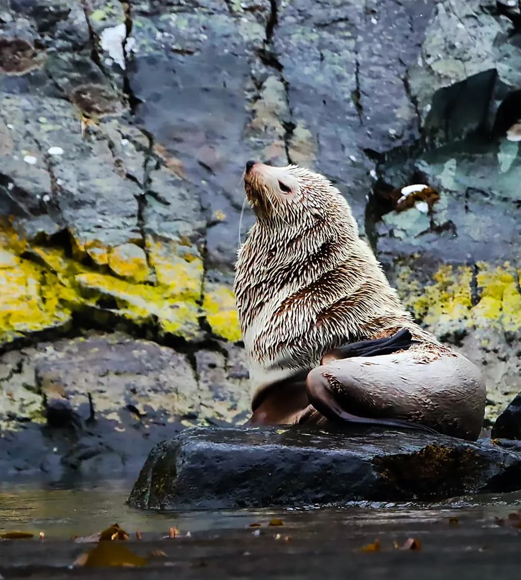 Antarctica Fur Seal