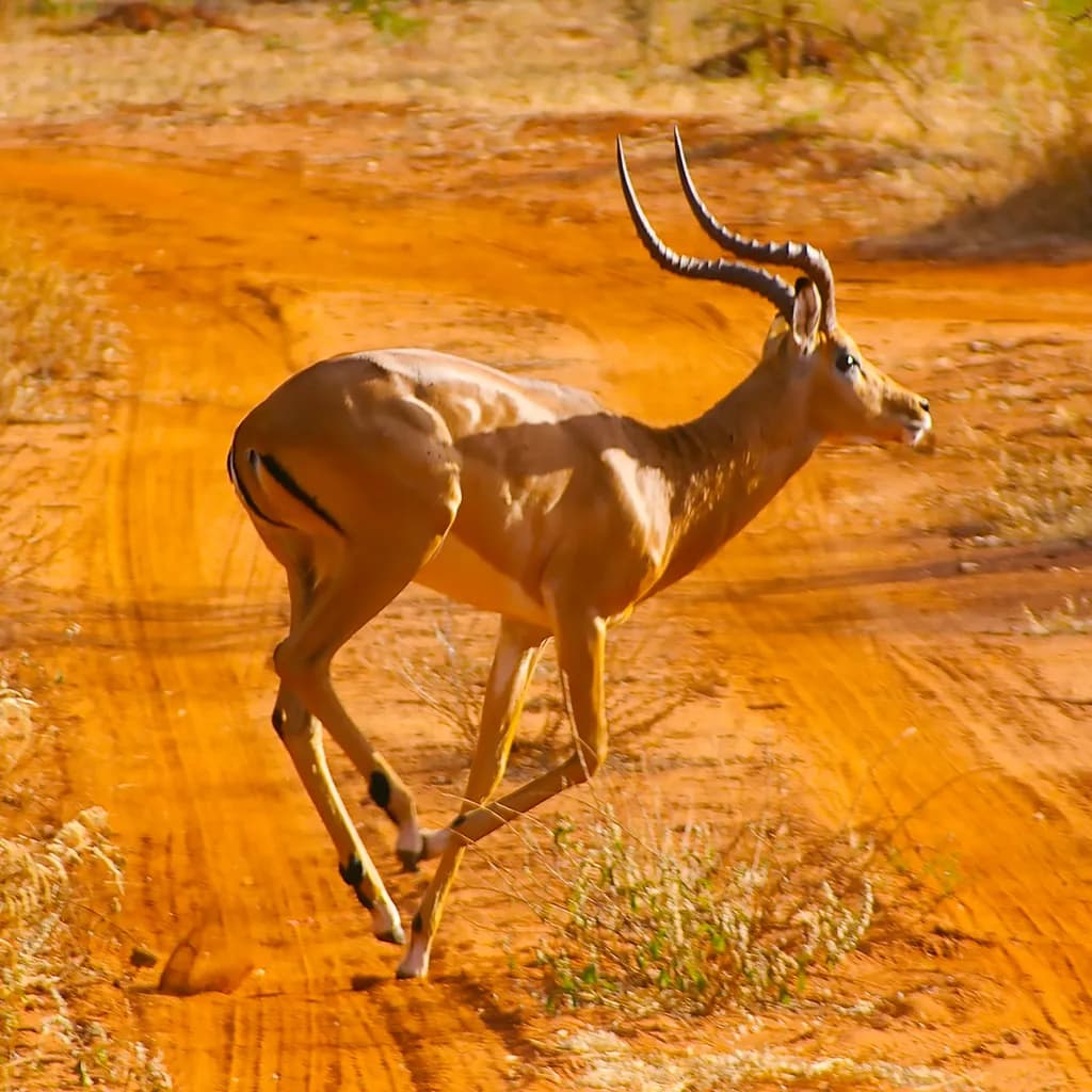 Impala in East Tsavo
