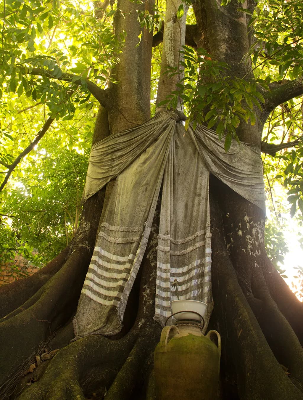 Iroko Sacred Tree