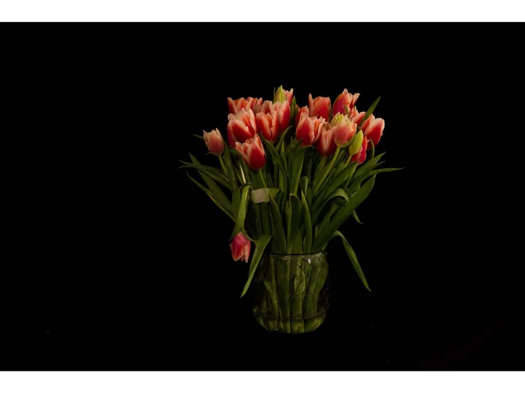 Tulip Arrangement