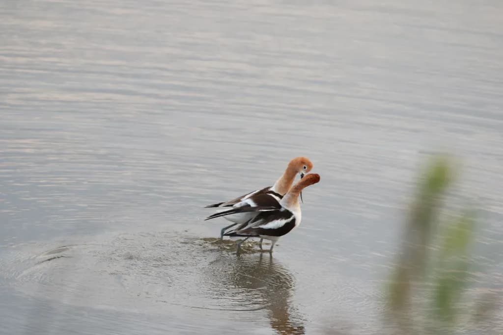 Gentle Avocets