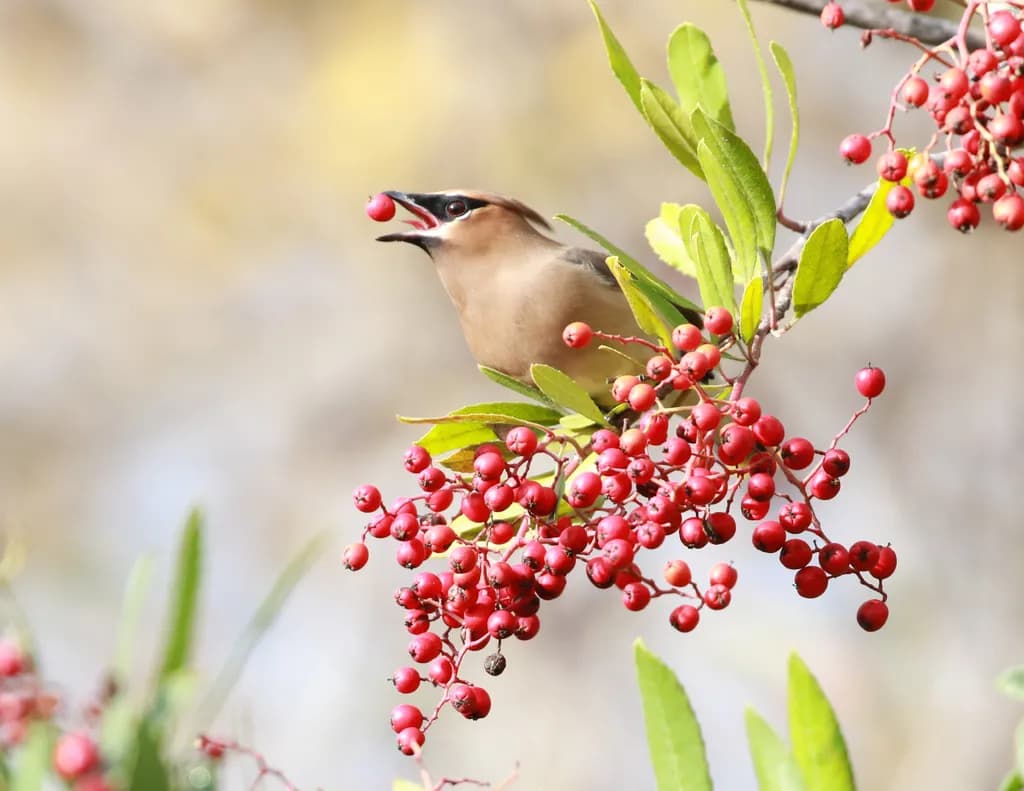Berry Catcher