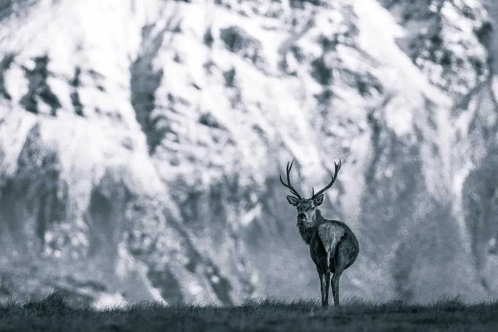 Alpine Sentinel