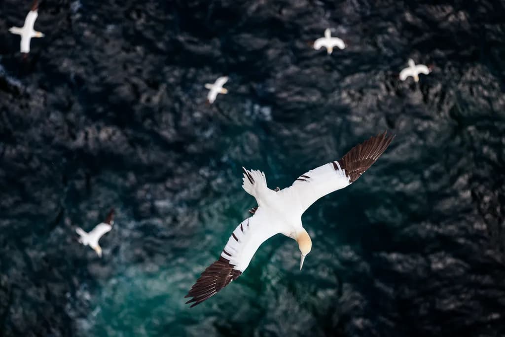 Glide Above Abyss