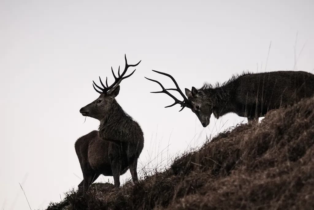 Silent Standoff