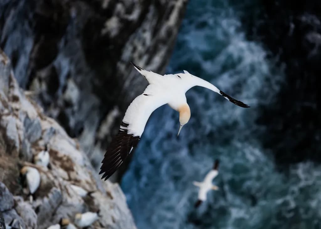 Cliffside Glide