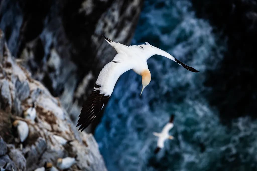Coastal Glide