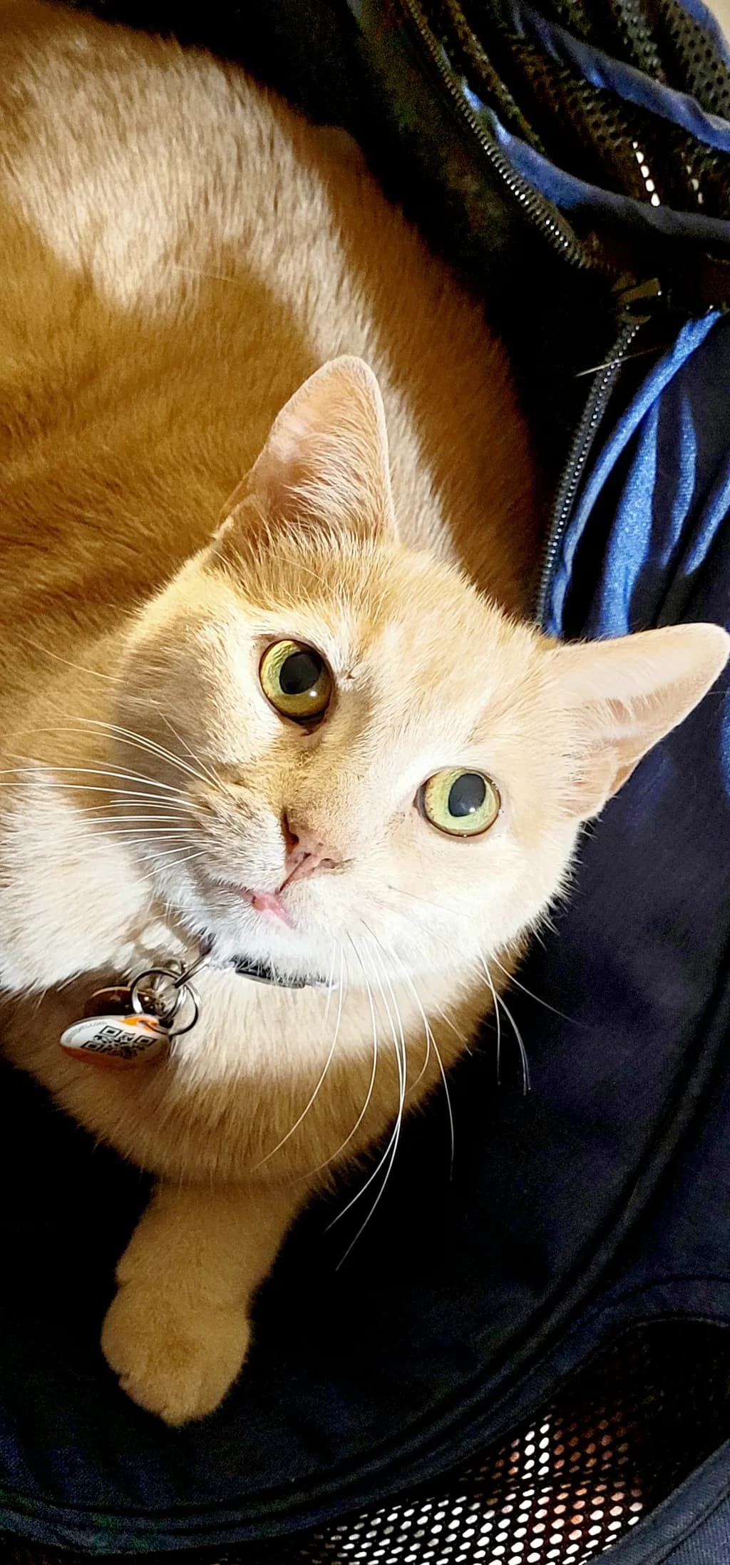 Golden-Eyed Cat
